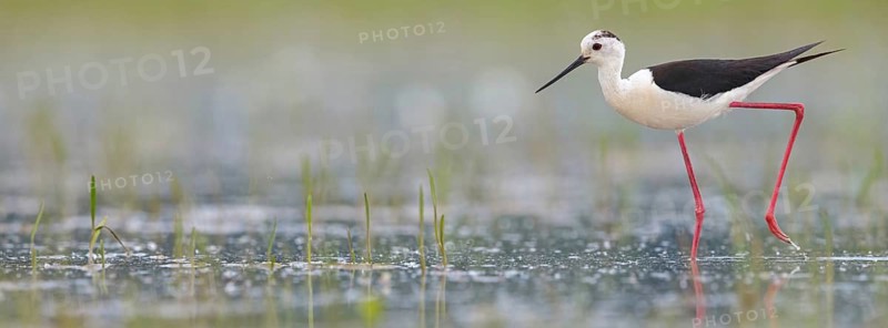 Black-winged Stilt, (Himantopus himantopus), avocet family, biotope, habitat, foraging, Floating Hide fixed, Tiszaalpár, Kiskunsági National Park, Bács-Kiskun, Hungary