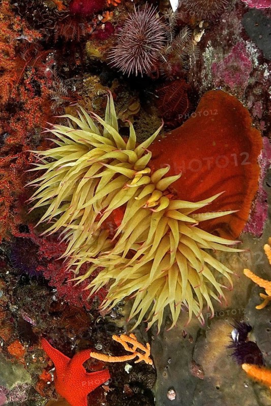 False plum anemone (Pseudactinia flagellifera)
