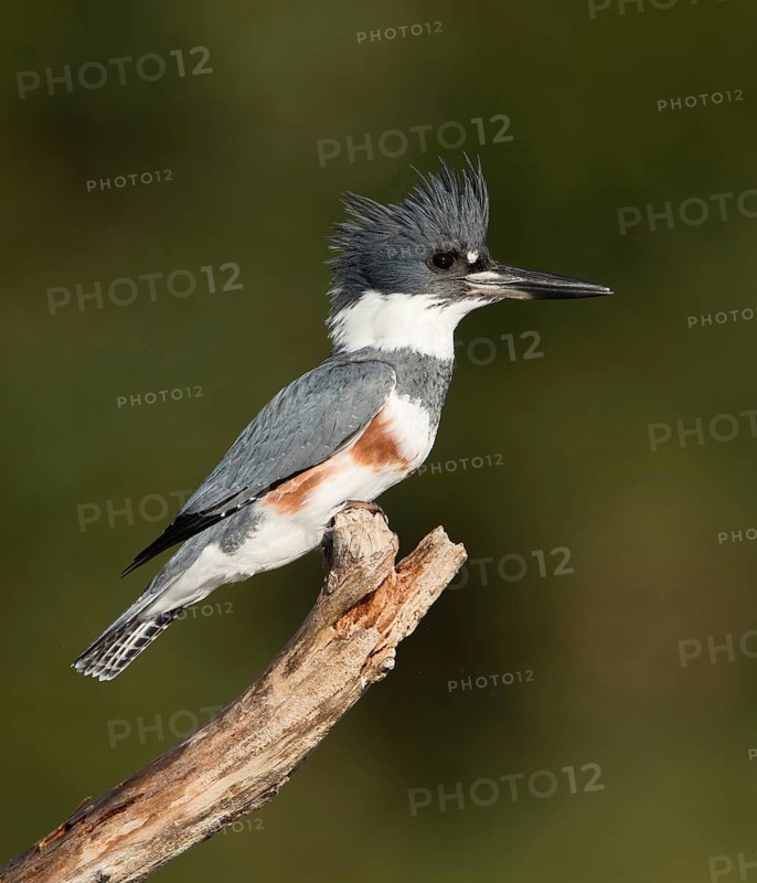 Belted Kingfisher (Megaceryle alcyon) female perched on a branch, Florida, USA