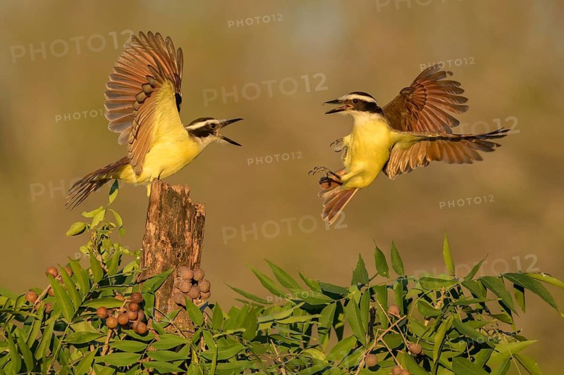 Great Kiskadee (Pitangus sulphuratus) quarreling, Texas, USA