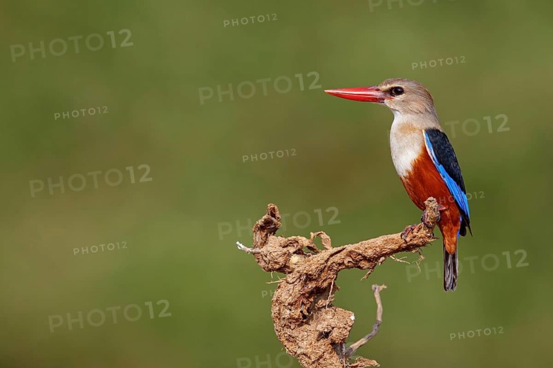 Grey-headed kingfisher, kingfisher, perch, foraging, biotope, habitat, animals, birds, kingfishers, (Halcyon leucocephala), distribution area, African continent Salalah, Ayn Razat, Dhofar, Oman