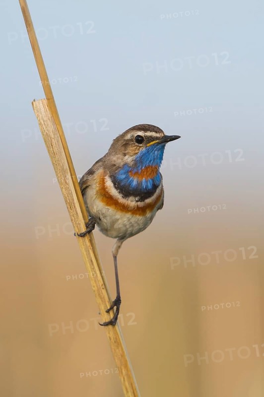 Bluethroat - Blaukehlchen - Cyanecula svecica ssp. pallidogularis, Kazakhstan, adult male