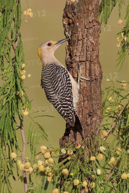 Golden-fronted Woodpecker (Melanerpes aurifrons) female perched at trunk, Texas, USA