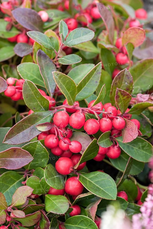 Carpet berry (Gaultheria procumbens), IGA 2017, Germany