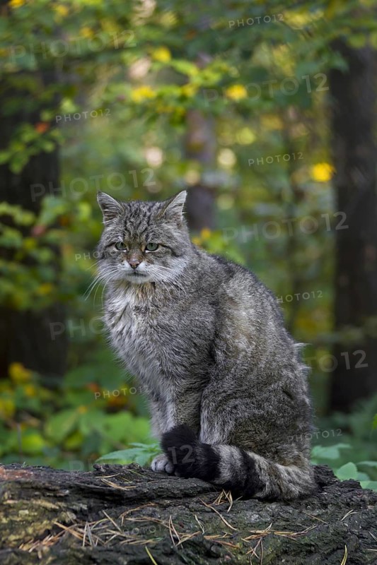 European Wildcat (Felis silvestris silvestris) portrait in forest, Germany