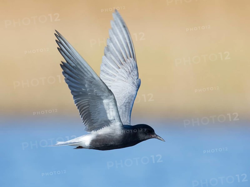Black Tern (Chlidonias niger) flying, Mecklenburg-Western Pomerania, Germany