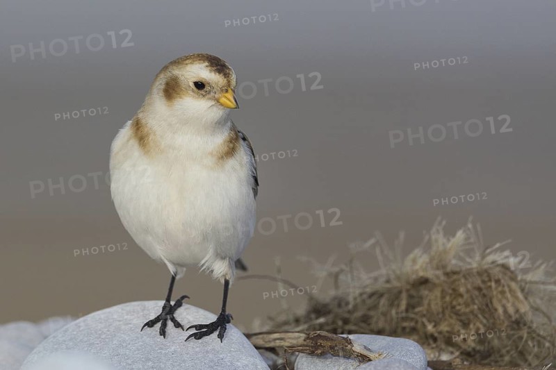 Snow Bunting (Plectrophenax nivalis), Wales, United Kingdom