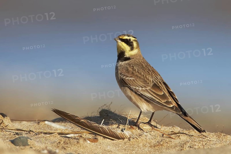 Horned Lark (Eremophila alpestris), Rhyl, United Kingdom