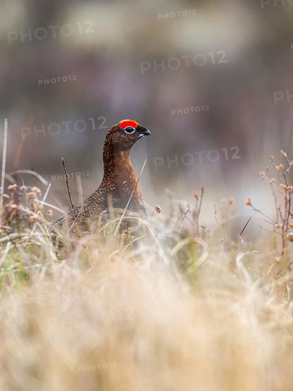 Male of Red Grouse, Lagopus scotica, bird on moors in Scotland
