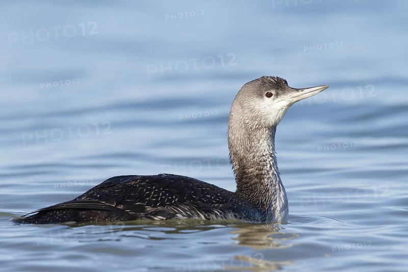 Red-throated Loon (Gavia stellata), Schleswig-Holstein, Germany