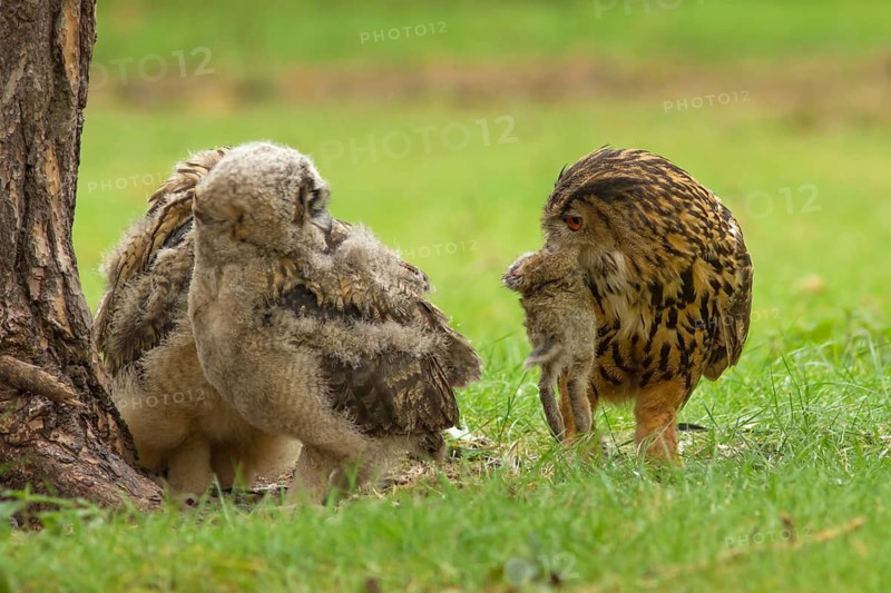 Eurasian Eagle-Owl (Bubo bubo) female with leveret prey and juvenile, Utrecht, Netherlands