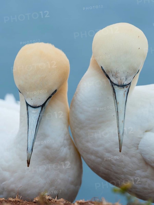 Northern Gannet (Morus bassanus) pair, Schleswig-Holstein, Germany