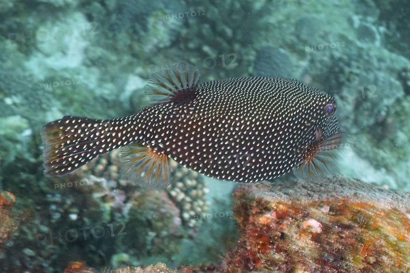 Guinea fowl pufferfish (Arothron meleagris)