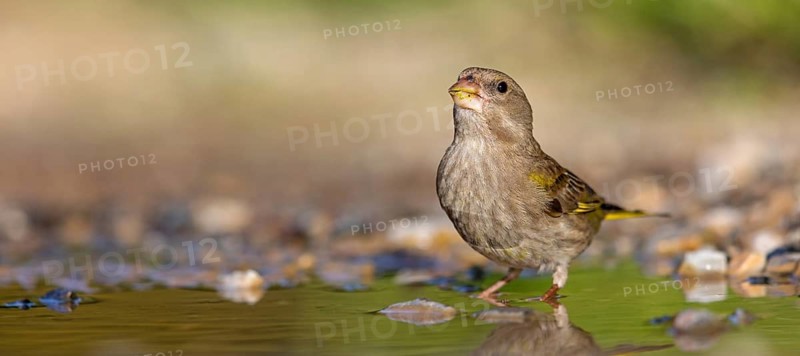 Greenfinch (Chloris chloris) Family of sparrows, male Lesbos, Greece