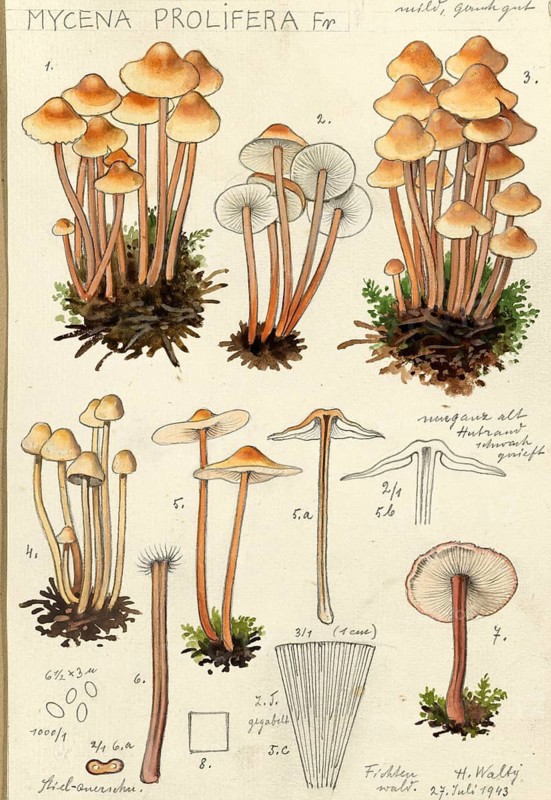 Mushroom, fungi, Mycena prolifera, authentic reproduction of an illustration by Hans Walty (1868-1948) from about 1915, historical