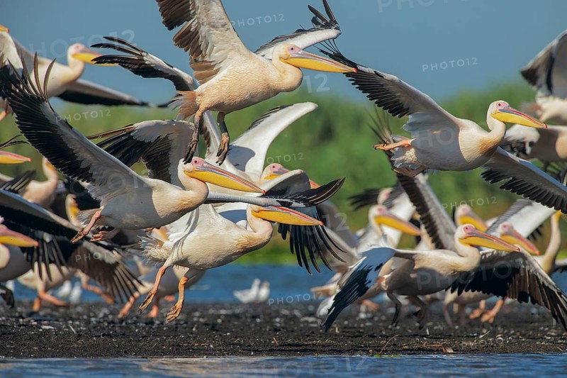 Great White Pelican (Pelecanus onocrotalus) group taking flight, Danube-Delta, Romania