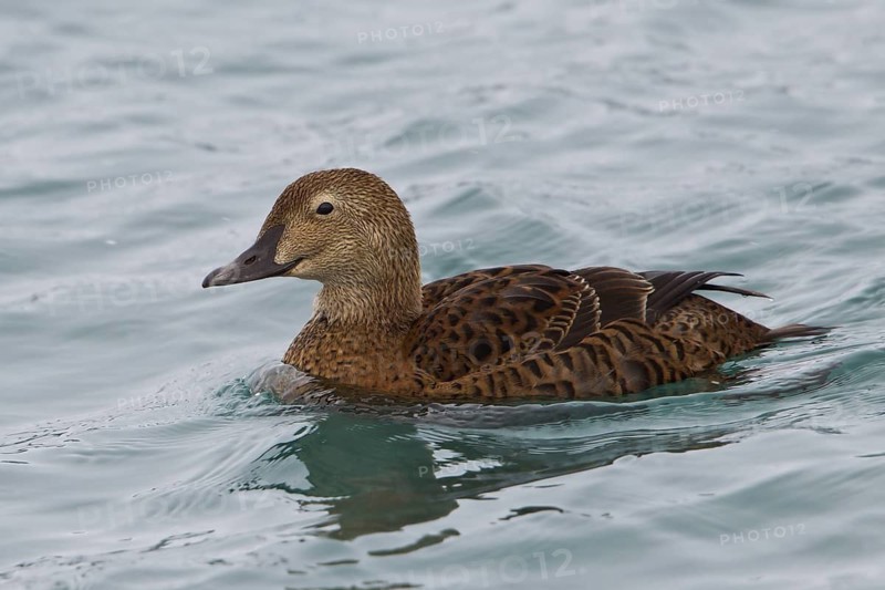 King Eider (Somateria spectabilis) female, Varanger, Norway