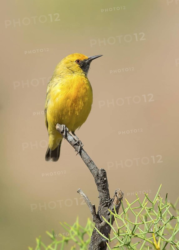 Orange Chat (Epthianura aurifrons) male, Northern Territory, Australia