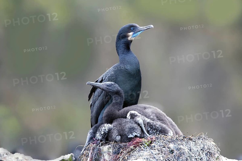 Brandt's Cormorant Phalacrocorax penicillatus Moss Landing, California, United States 24 June Adult on nest iwth young. Phalacrocoracidae
