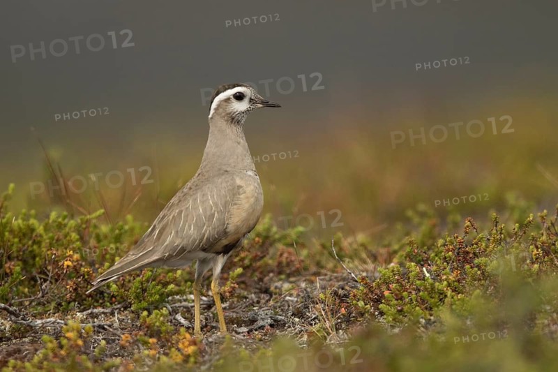Eurasian Dotterel (Charadrius morinellus) male, Norway