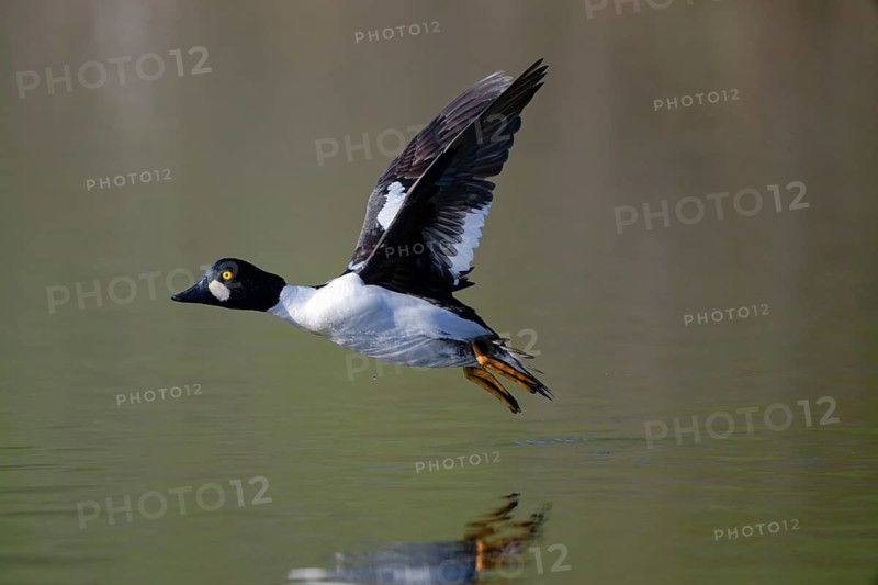 Common Goldeneye (Bucephala clangula) male flying, Saxony, Germany
