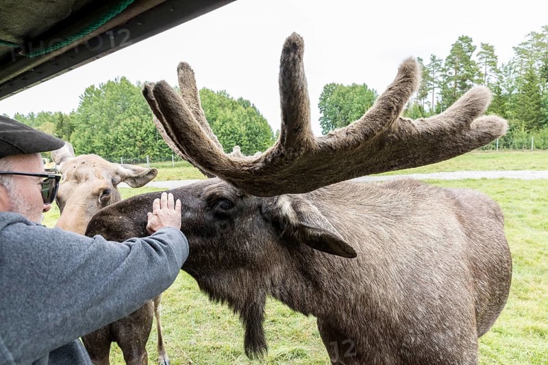 Feeding the moose (Alces alces), captive, moose safari in Virum Älkpark near Vimmerby, Kalmar län, Sweden