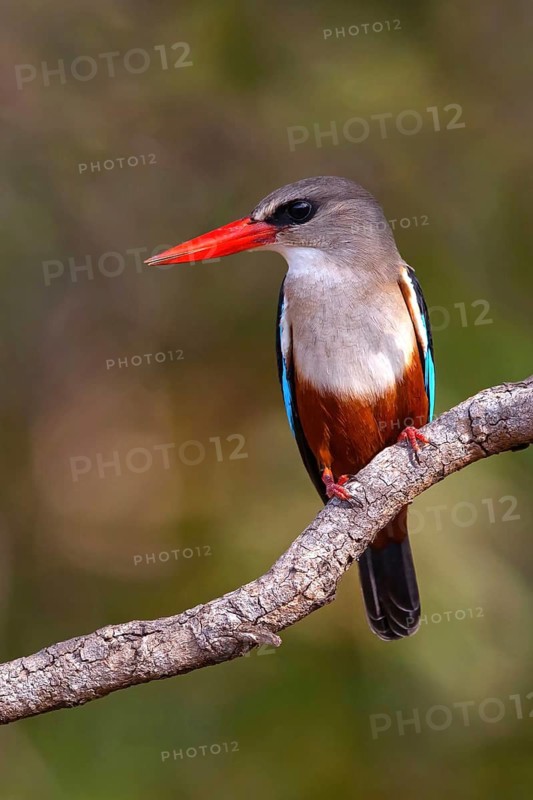 Grey-headed Kingfisher, Grey-headed Kingfisher, Tendaba camp / Tendaba photo hid, Kwinella, South Bank, Gambia