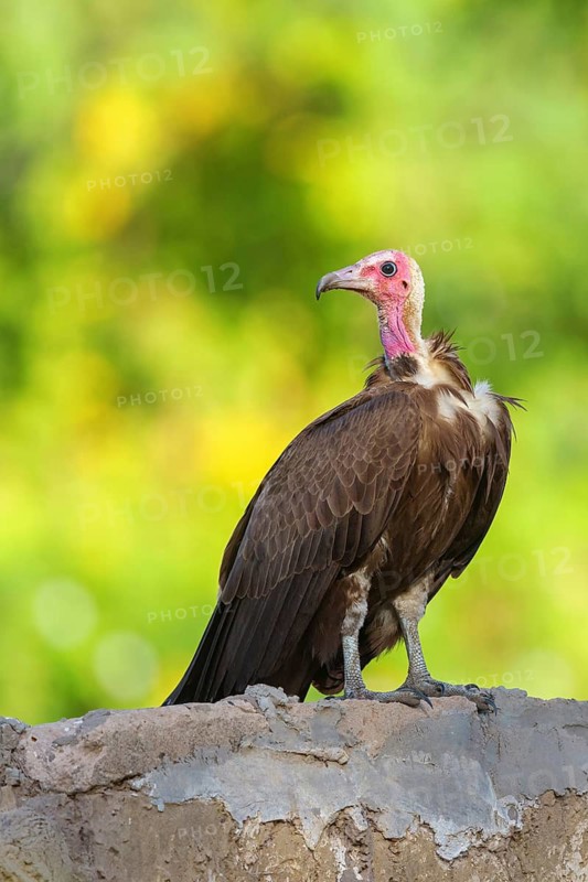 Hooded Vulture, CNecrosysrtes monachus), family of goshawks, Brufut woods, Brufut, South Bank, Gambia
