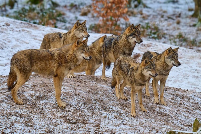 Six wolves standing on a snow hill and observing the surroundings, Winter, Wolf (Canis lupus), Germany