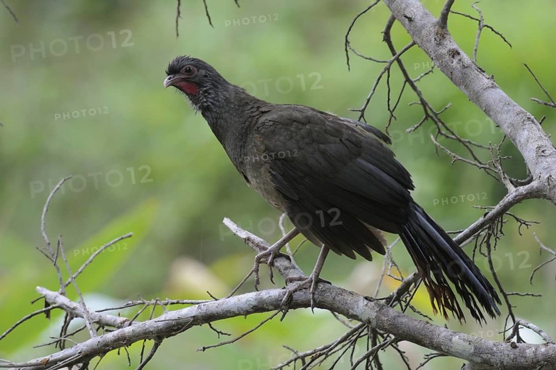 Chaco Chachalaca (Ortalis canicollis pantanalensis), Pantanal, Brazil