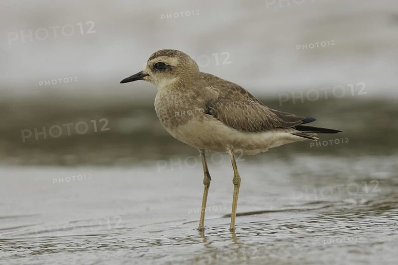 Caspian Plover (Charadrius asiaticus), Goa, India