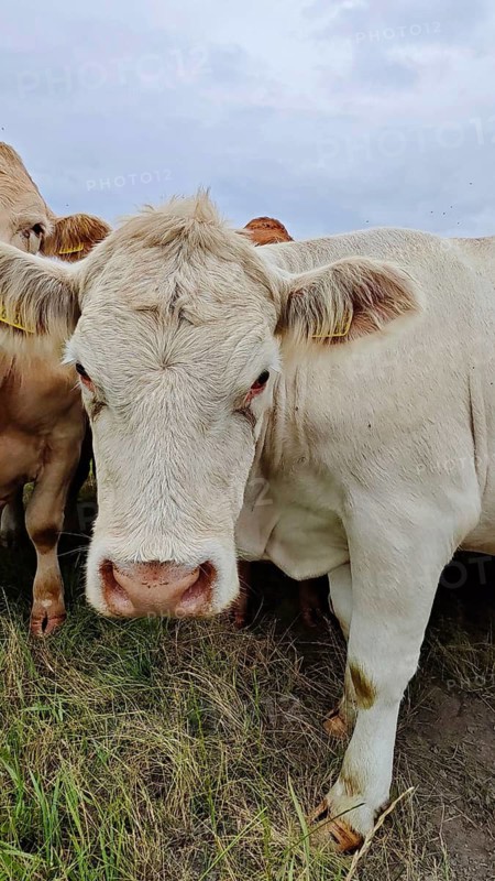 A curious white cow (bos taurus) looks at a pasture at close range, Franconian Forest nature park Park