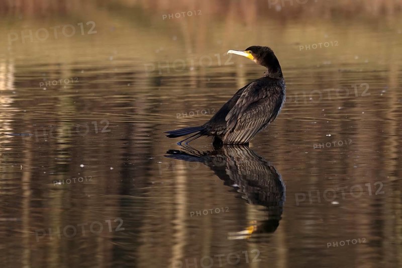 Cormorant on a lake, winter, Germany