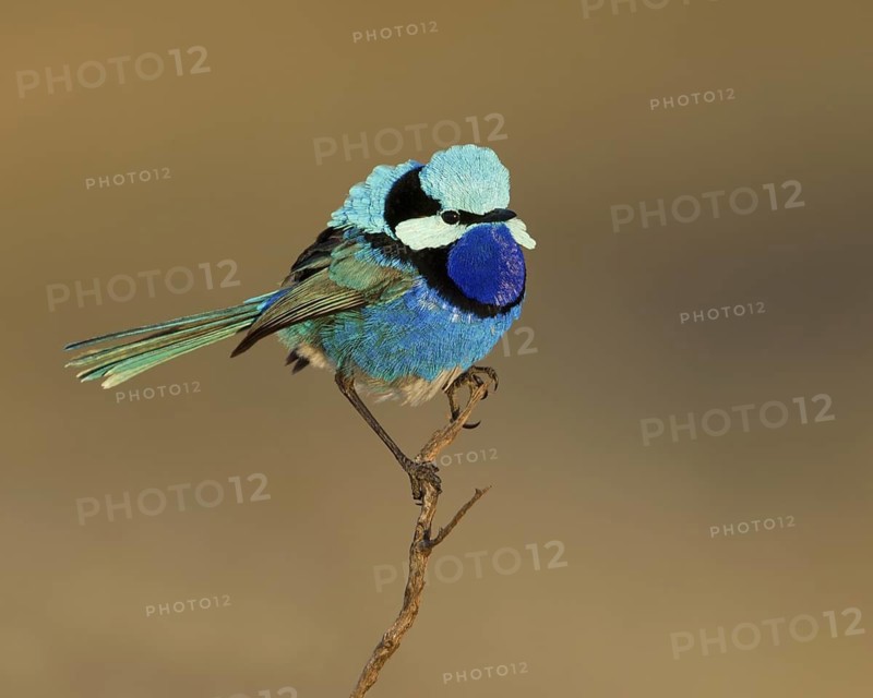 Splendid Fairywren (Malurus splendens callainus) male, Australia