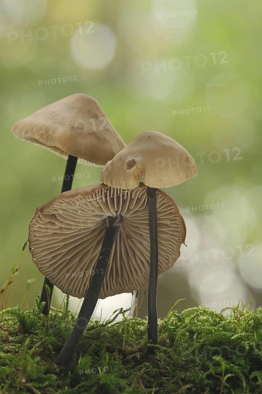 Long-stemmed garlic swallow, Stringy-stemmed garlic swallow, three, moss, bokehs, lamellae, Schwindlinge, Schwindling, Marasmius, Ritterlingsartige, Tricholomataceae, Blätterpilze (Agaricales), leaf fungus, Ständerpilz, mushroom (Marasmius alliaceus), Idstein, Taunus, Hesse, Germany