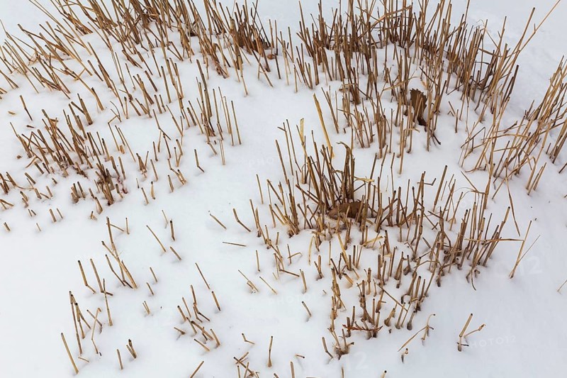 Close-up of cutback golden yellowish perennial plant stalks in border covered with freshly fallen snow in early spring, Quebec, Canada