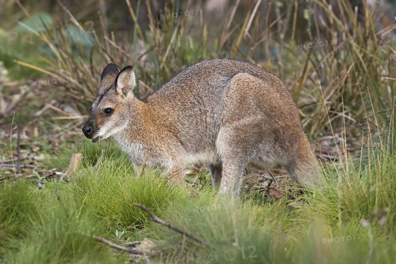 Red-necked Wallaby (Macropus rufogriseus), Australian Capital Territory, Australia