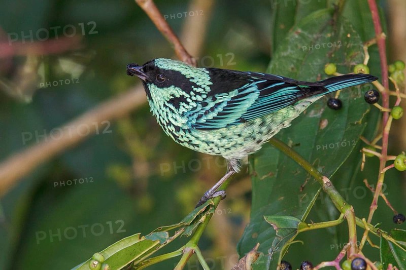 Beryl-spangled Tanager (Tangara nigroviridis) perched on a branch in Manu National Park, Peru