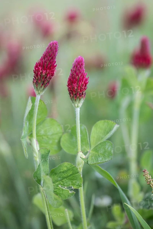 Incarnate clover (Trifolium incarnatum), Emsland, Lower Saxony, Germany