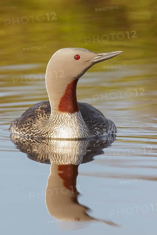 Red-throated Loon (Gavia stellata) in a pond near Nome, Alaska