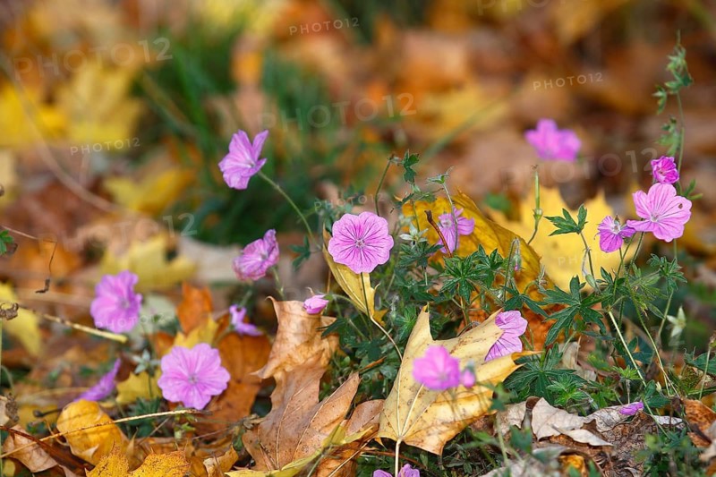 Flowering cranesbill (Geranium), in autumn foliage, North Rhine-Westphalia, Germany
