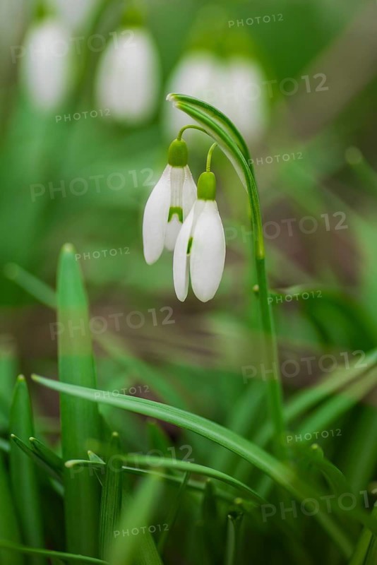 Nature photograph of a single snowdrop (Galanthus), in diffuse light, Neustadt am Rübenberge, Lower Saxony