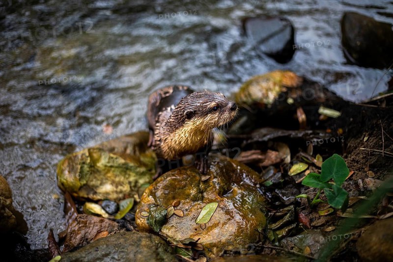 An nutria perches on rocks at a stream in Khao Sok National Park, Surat Thani, Thailand, immersed in lush greenery