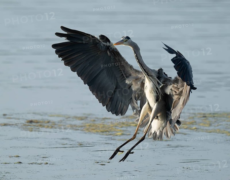 Grey heron (Ardea cinerea) approaching a shallow water zone of a lake, Lower Saxony, Germany