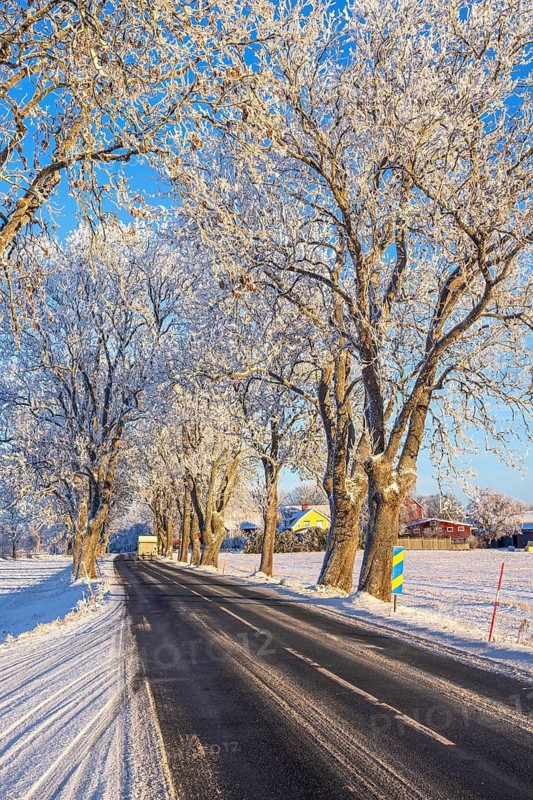 Tree Lined snowy country road with rime frost on the trees a sunny cold winter day in the countryside Sweden