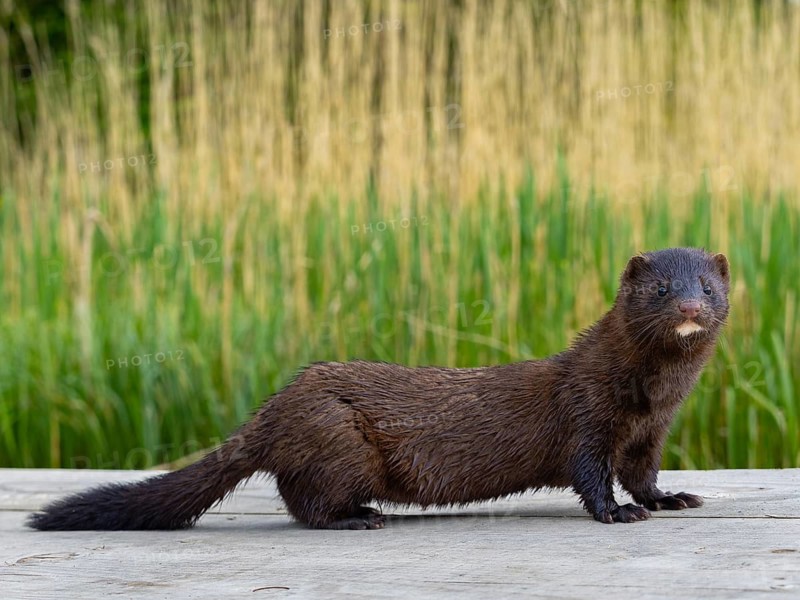 A mink looks interested