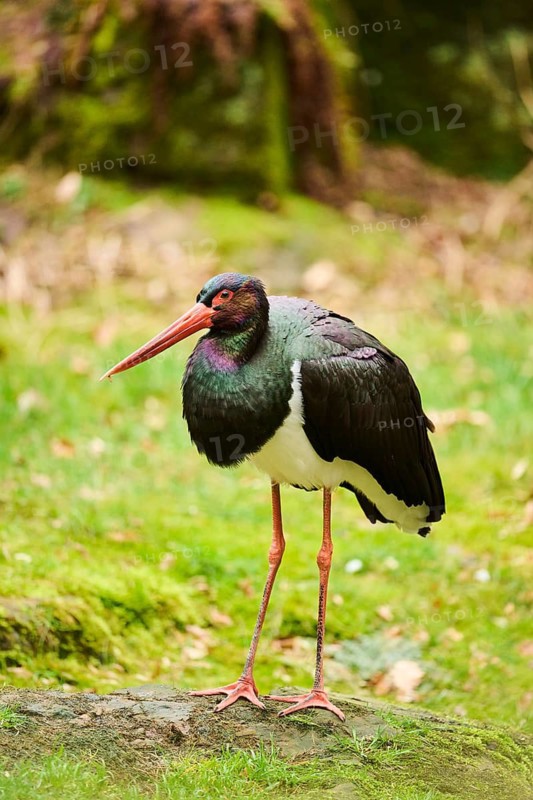 Black stork (Ciconia nigra) standing in a forest in spring, Bavaria, Germany