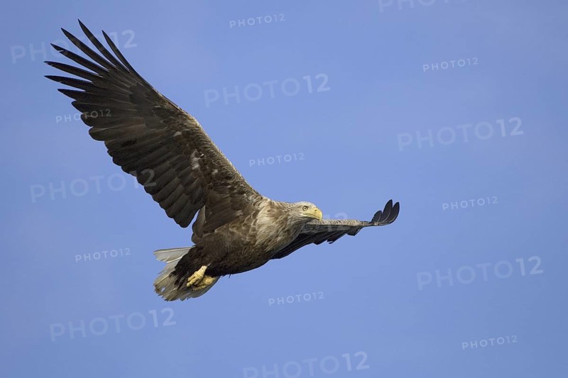 White-tailed Eagle (Haliaeetus albicilla) flying, Flatanger, Norway