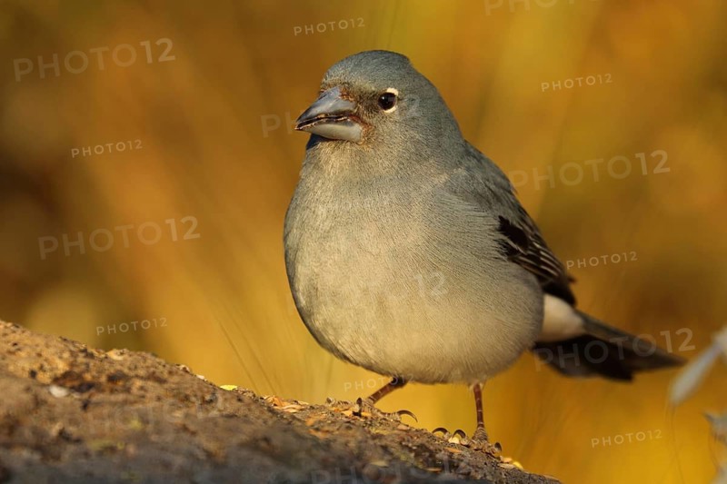 Blue Chaffinch (Fringilla teydea) male at feeder, Tenerife, Spain