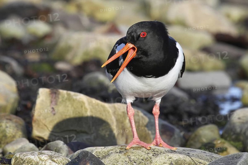 Eurasian Oystercatcher (Haematopus ostralegus) calling, Varanger, Norway